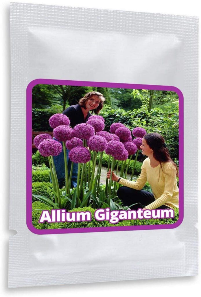 resistente al invierno Allium giganteum 30 semillas por paquete Allium gigante BLANCO 