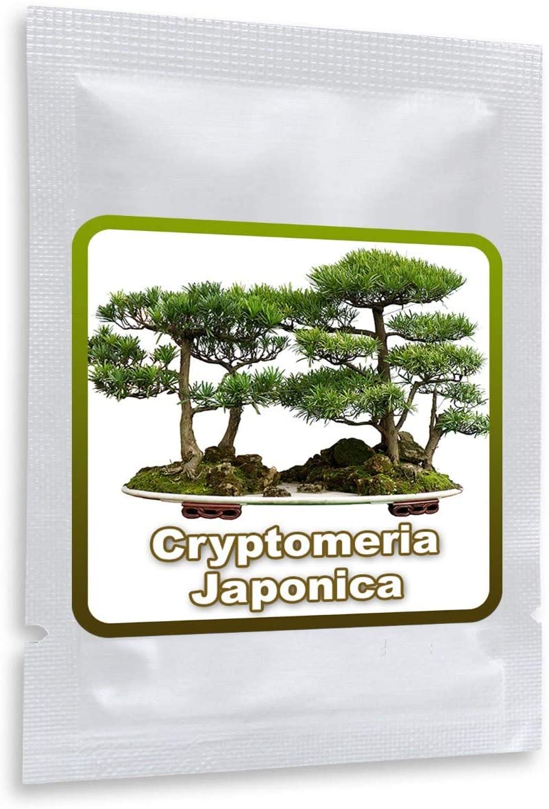 JAPANISCHE ZEDER (Cryptomeria Japonica) - Magic of Nature