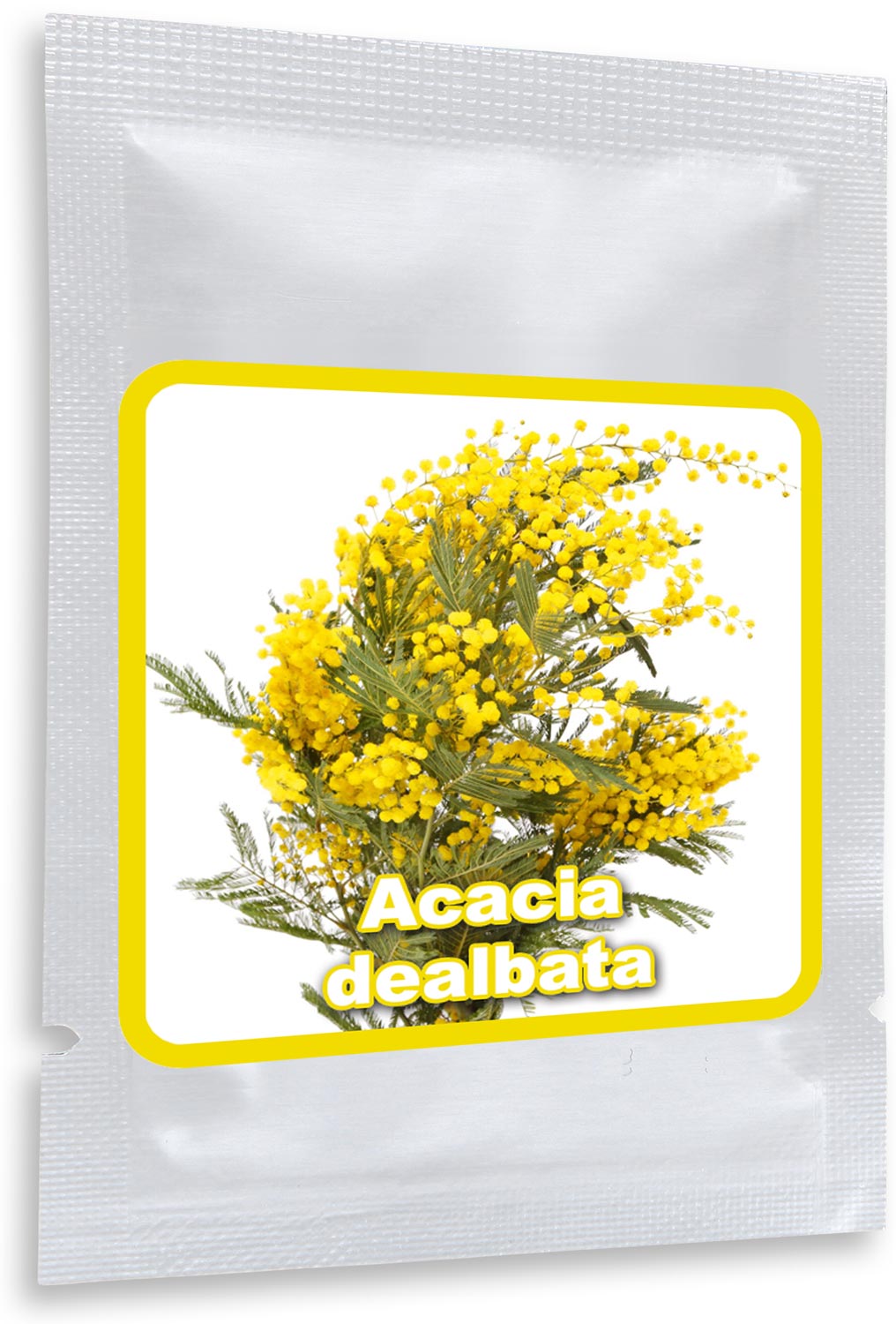 SILBERAKAZIE (Acacia dealbata) - Magic of Nature